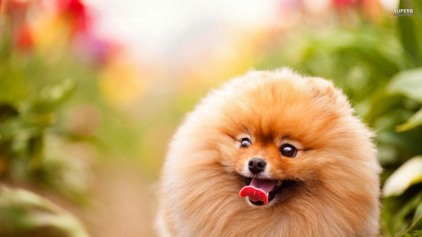 Cute Pomeranian Wallpapers