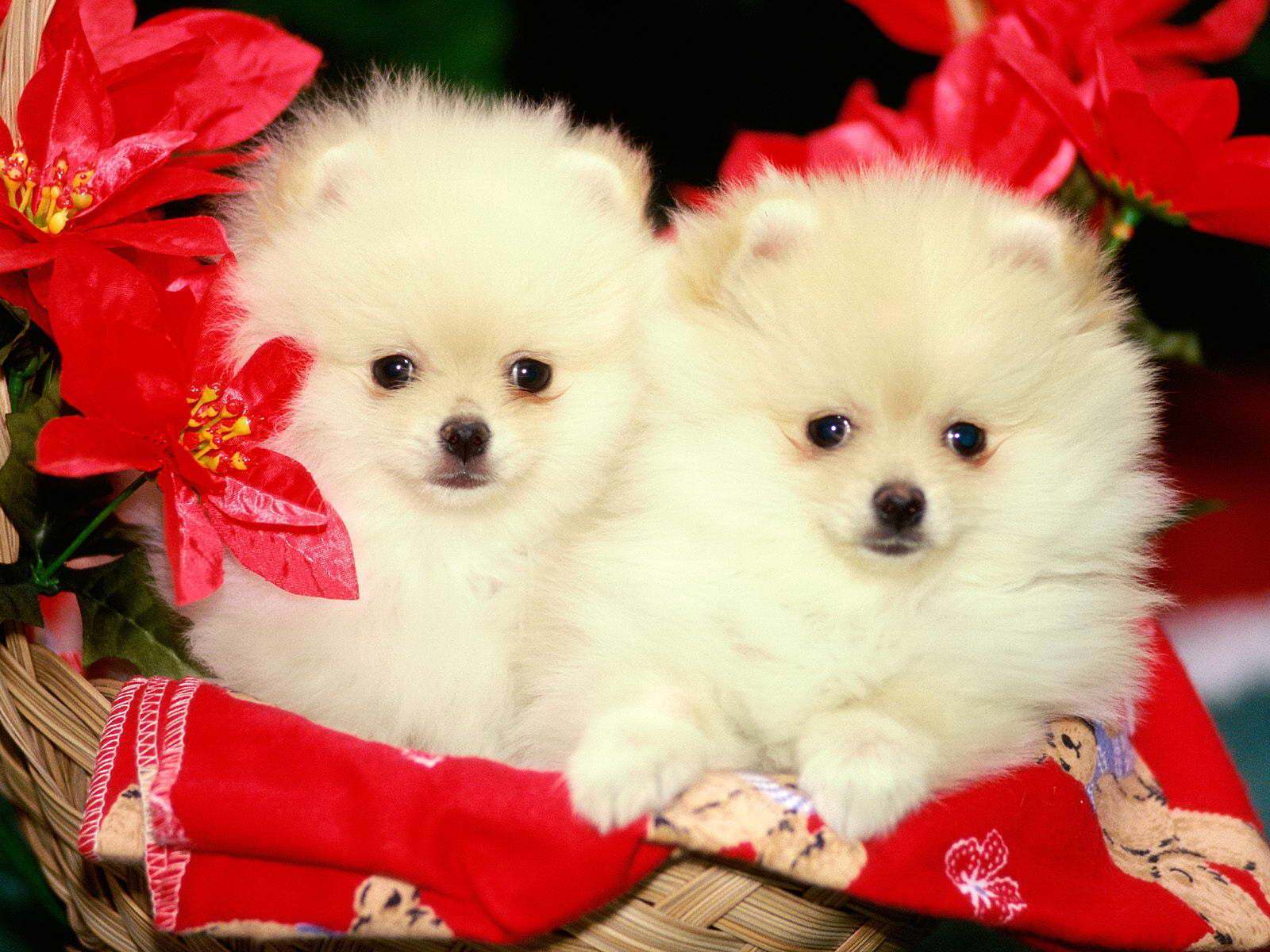 Cute Pomeranian Wallpapers