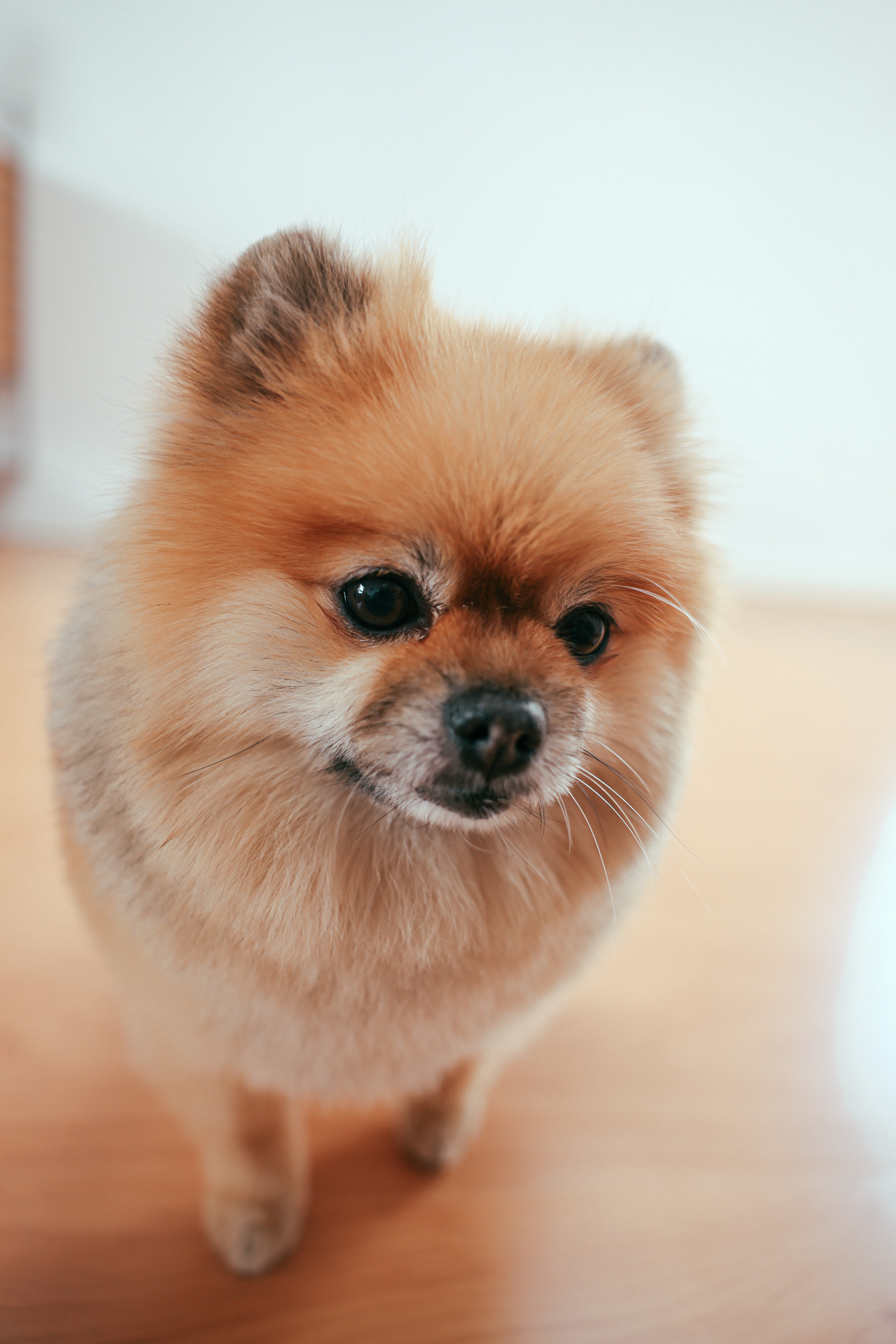 Cute Pomeranian Wallpapers