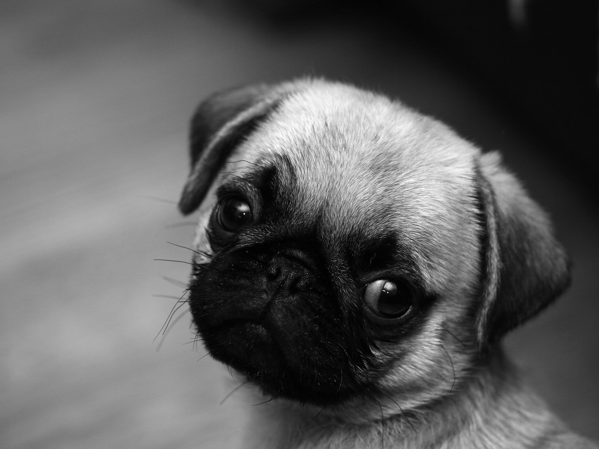 Cute Pug Wallpapers