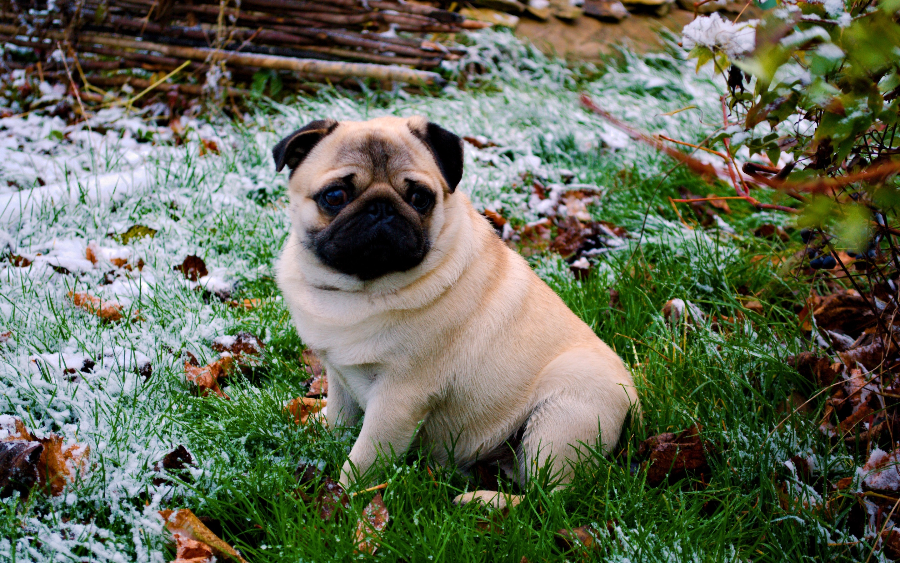 Cute Pug Wallpapers