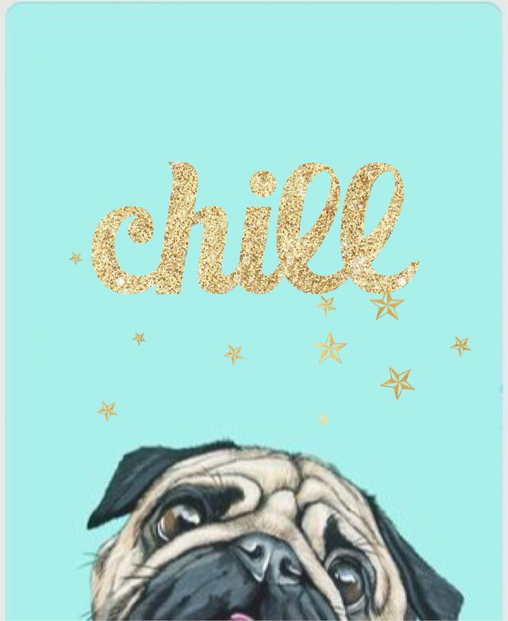 Cute Pug Wallpapers