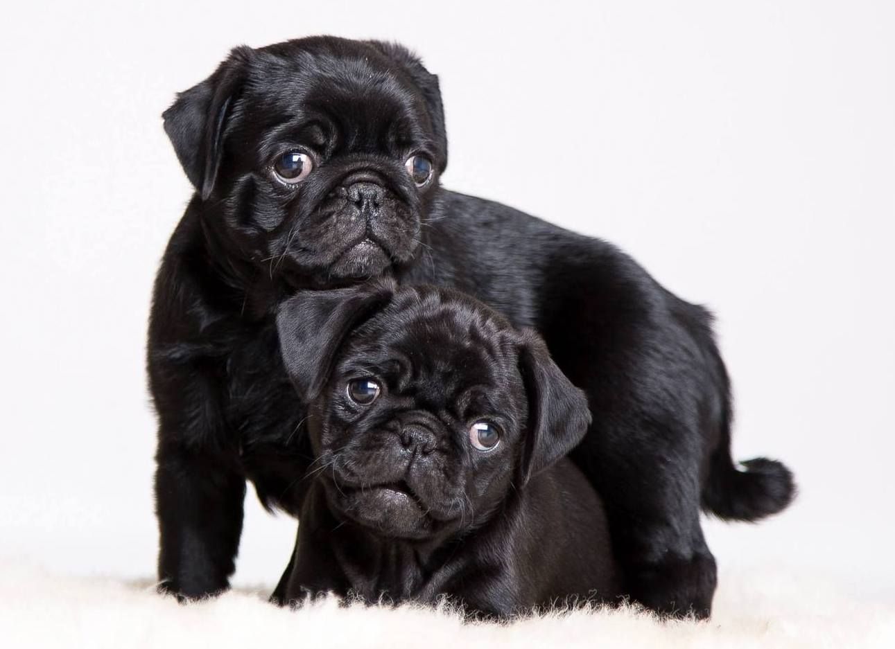 Cute Pug Wallpapers