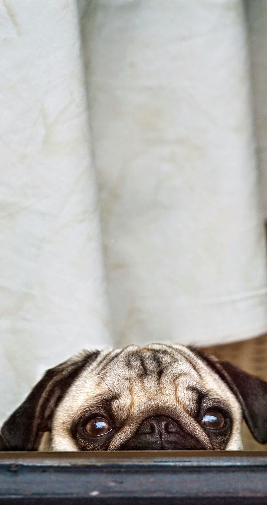 Cute Pug Iphone Wallpapers Wallpapers