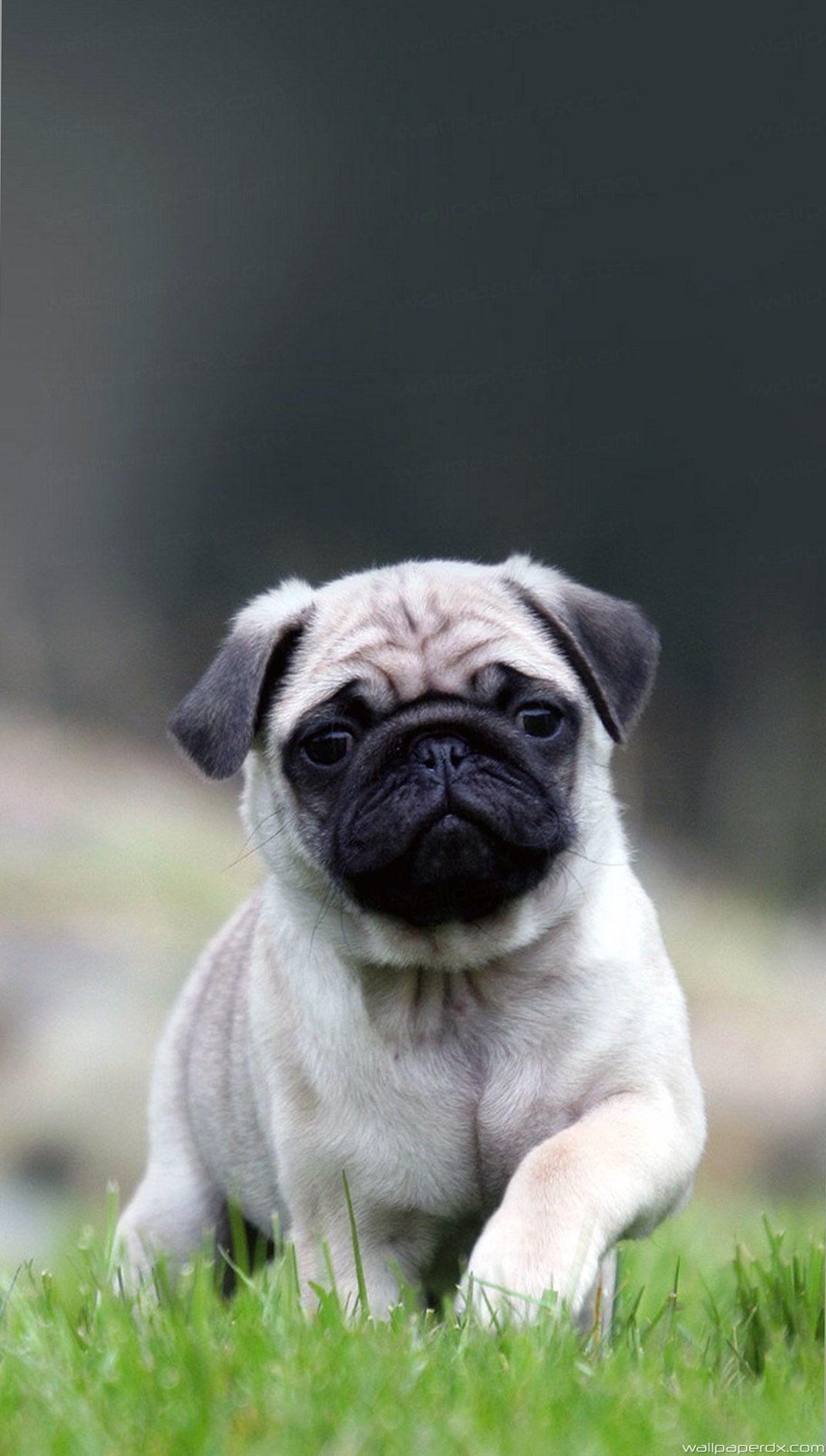 Cute Pug Iphone Wallpapers Wallpapers