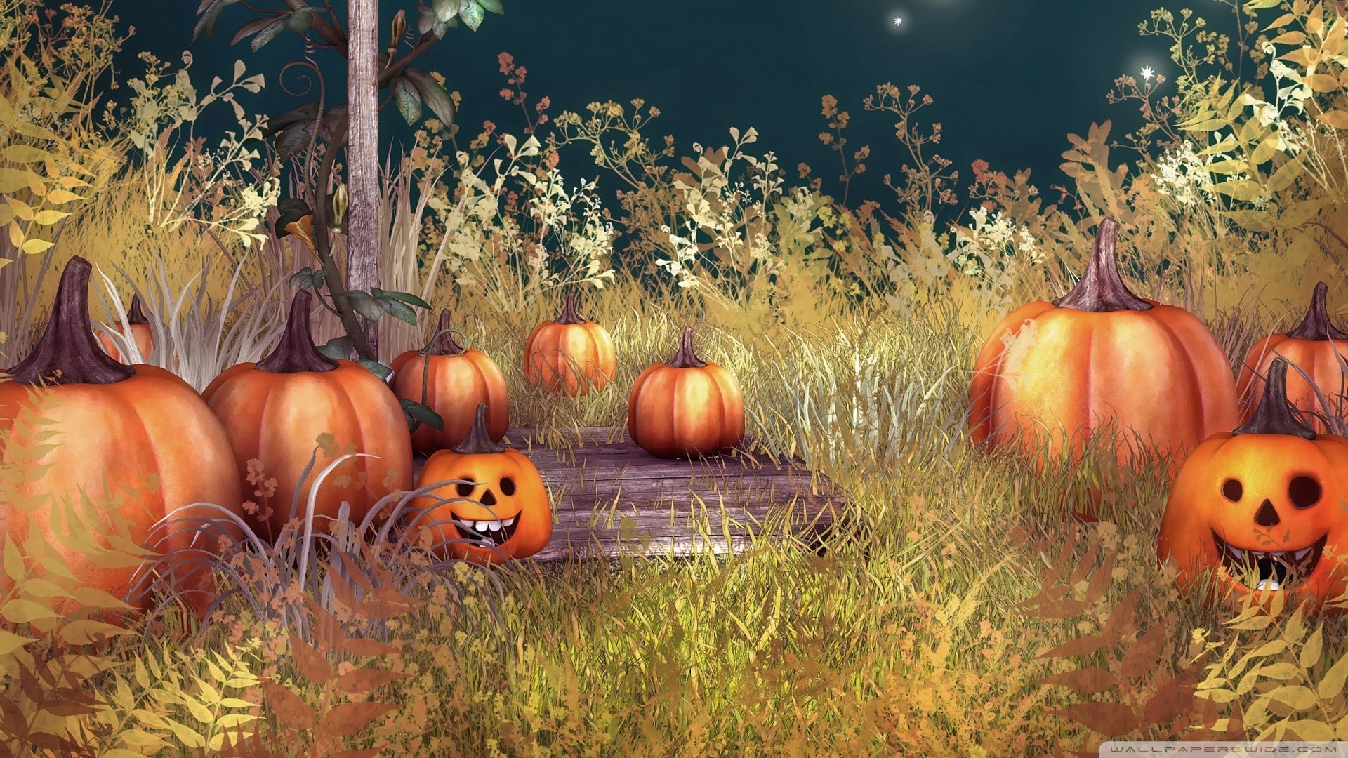 Cute Pumpkin Wallpapers