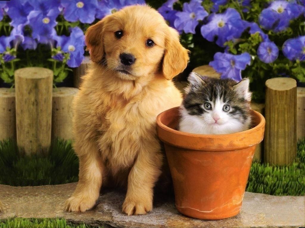 Cute Puppies And Kittens Wallpapers Wallpapers