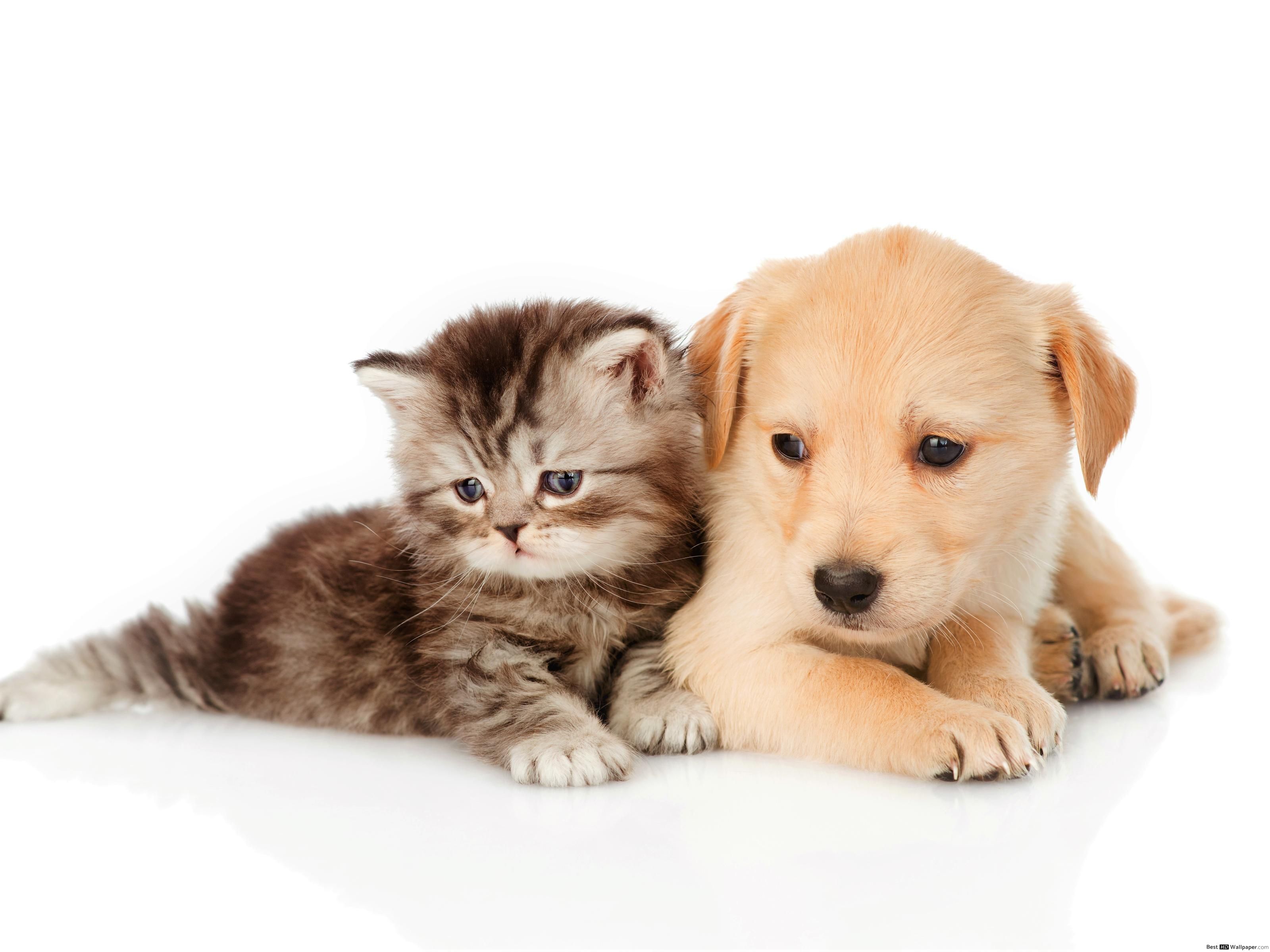 Cute Puppies And Kittens Wallpapers Wallpapers