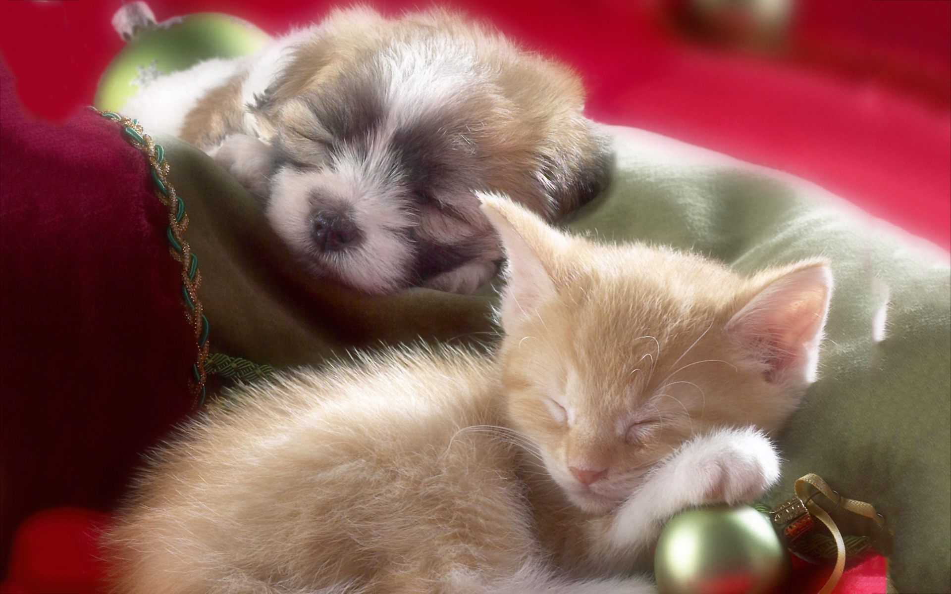 Cute Puppies And Kittens Wallpapers Wallpapers