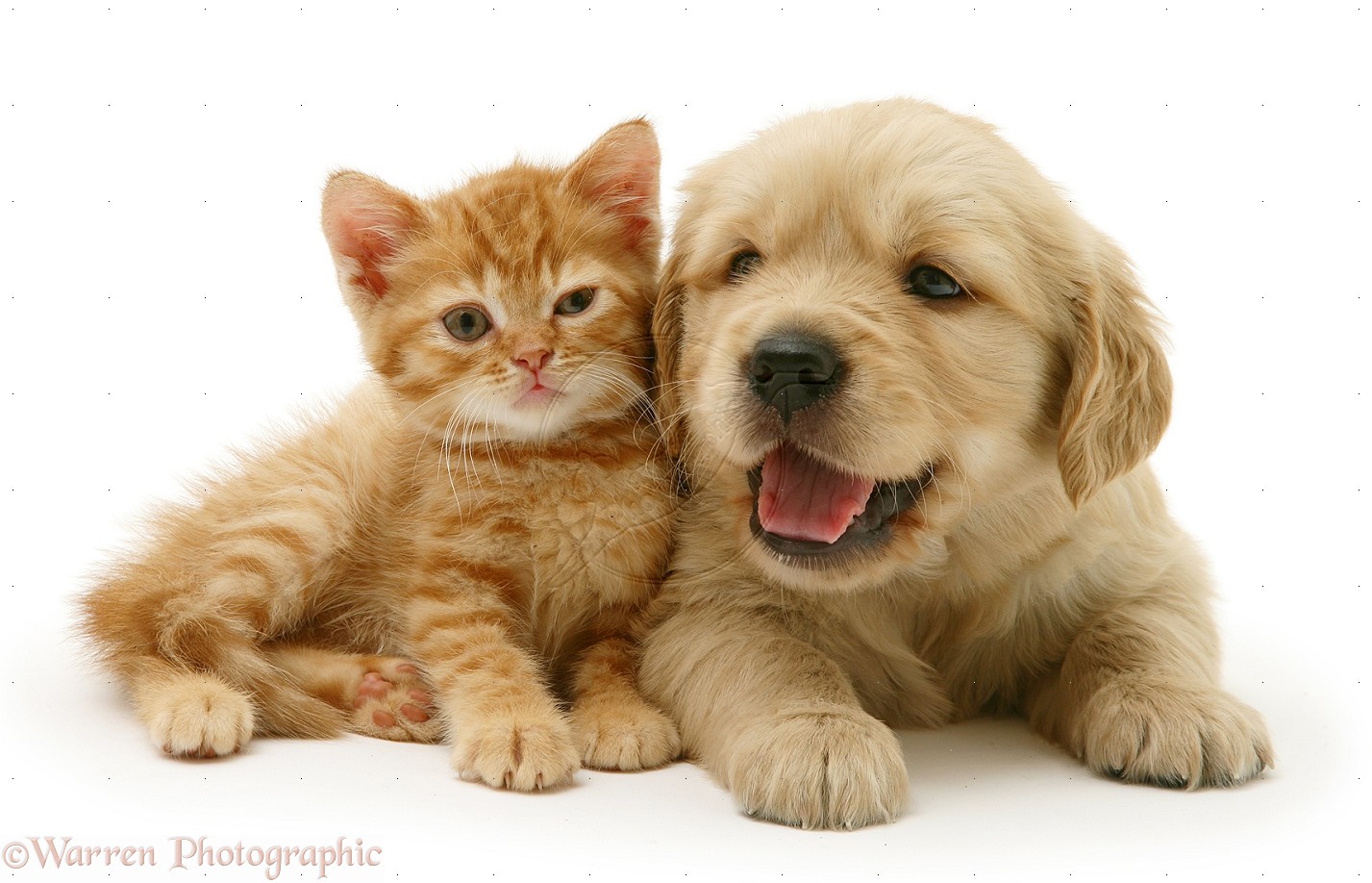 Cute Puppies And Kittens Wallpapers Wallpapers