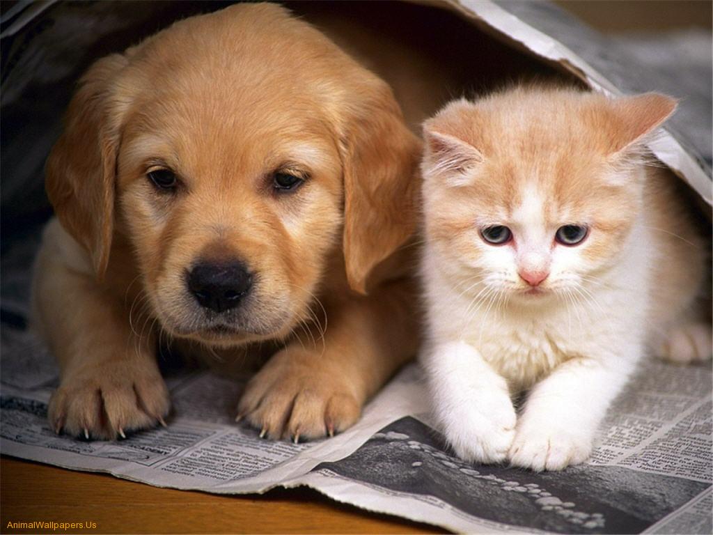 Cute Puppies And Kittens Wallpapers Wallpapers