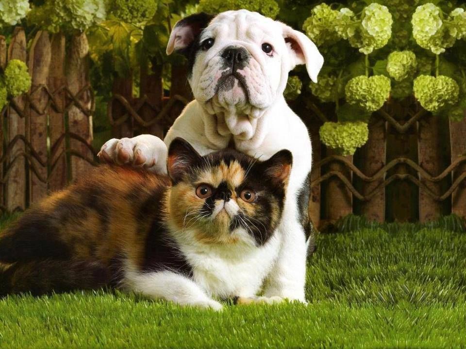 Cute Puppies And Kittens Wallpapers Wallpapers