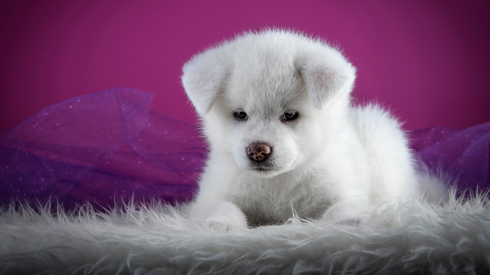 Cute Puppy Dog Wallpapers