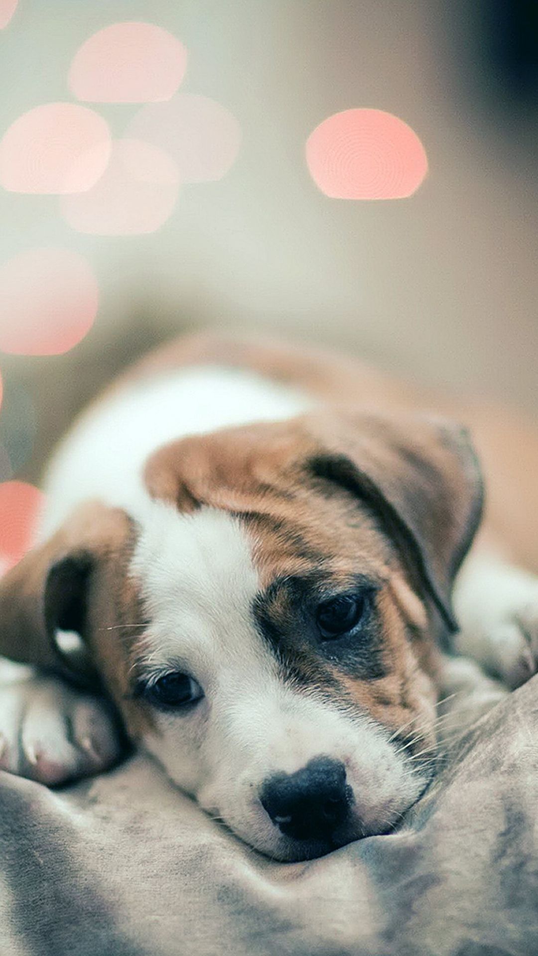 Cute Puppy Iphone Wallpapers