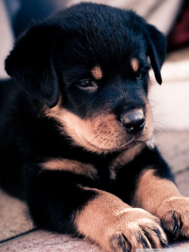 Cute Puppy Phone Wallpapers