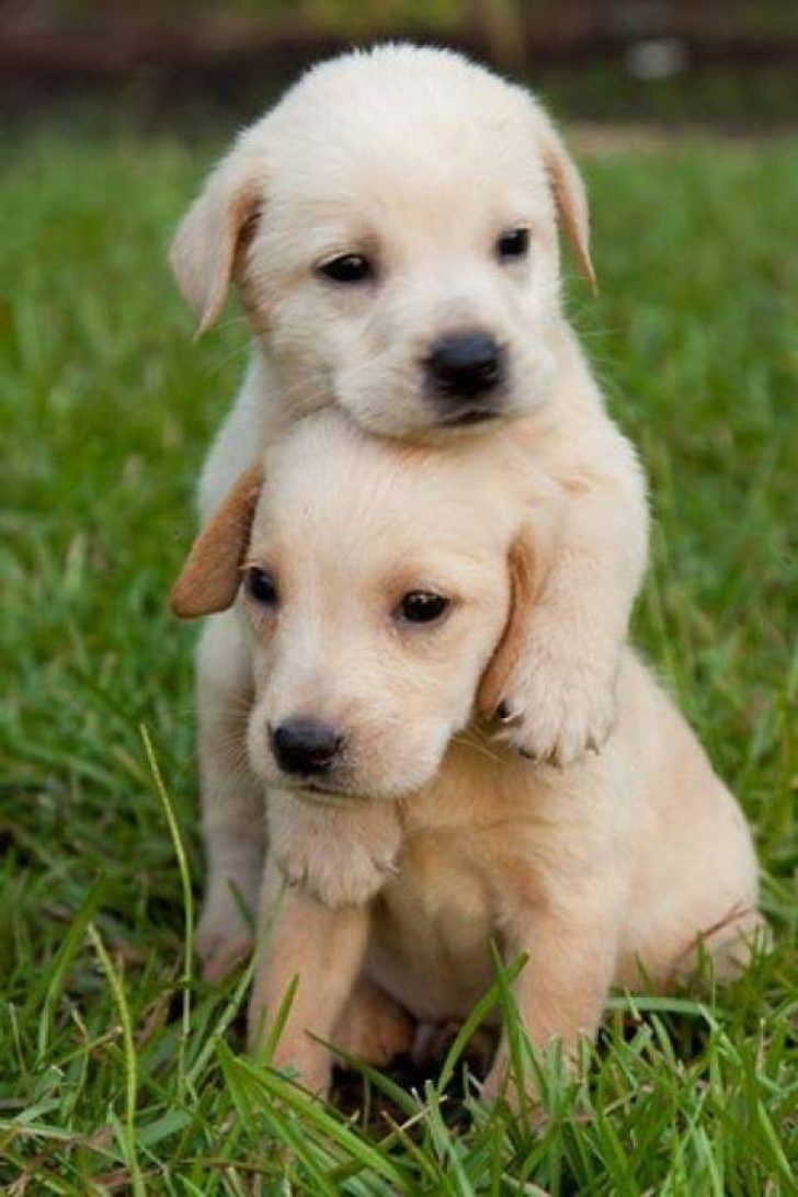 Cute Puppy Phone Wallpapers