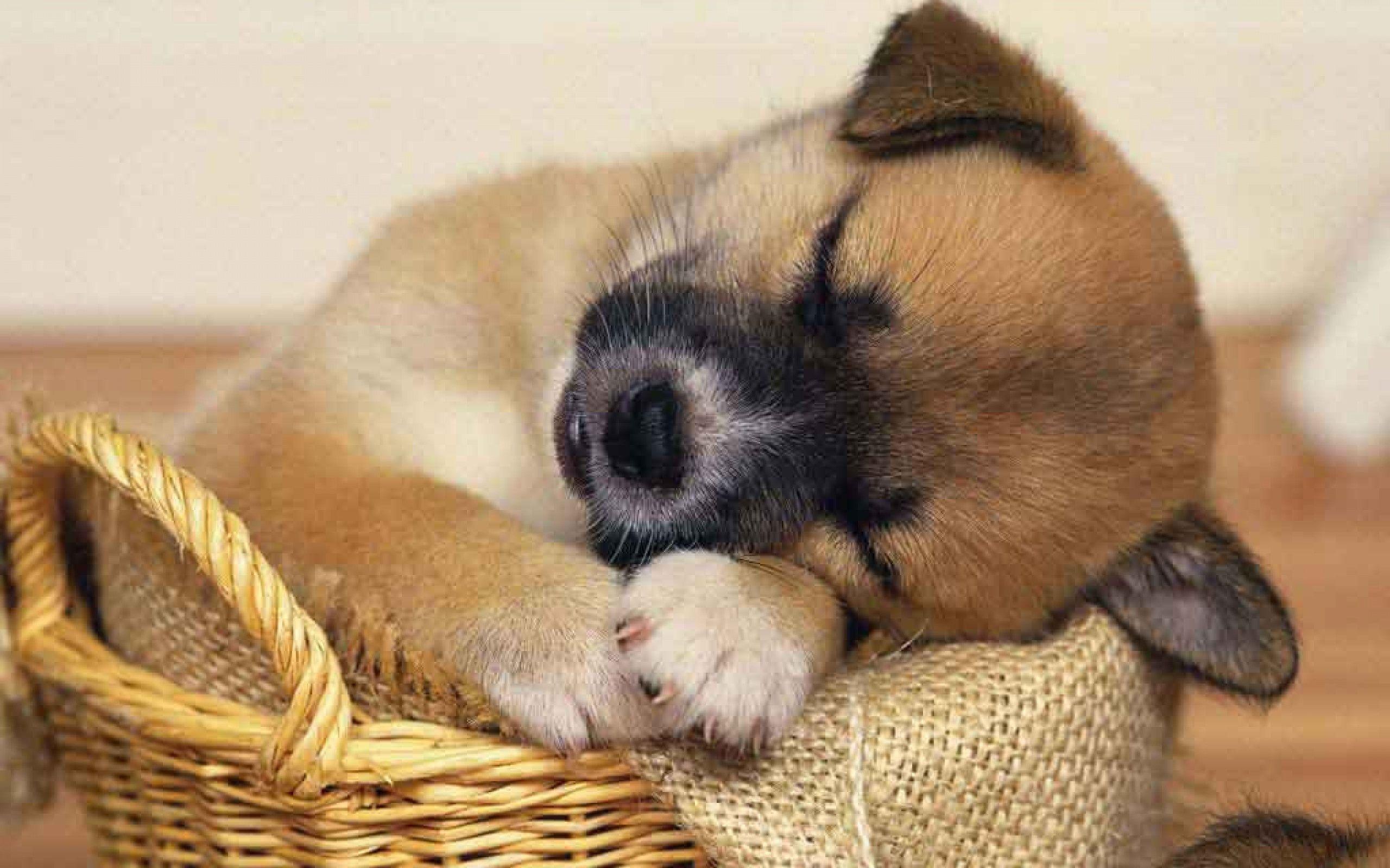 Cute Puppy Phone Wallpapers