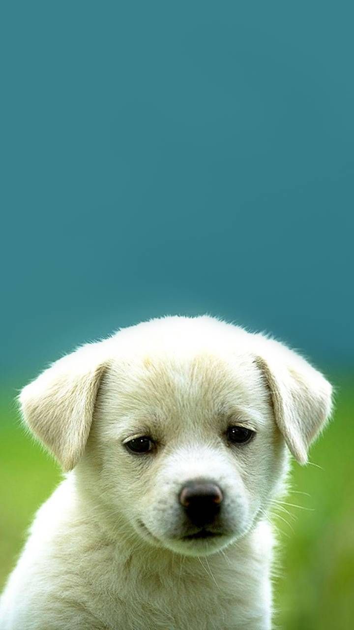 Cute Puppy Phone Wallpapers