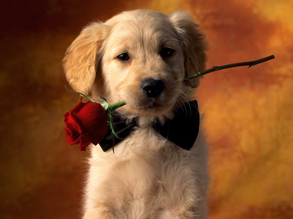 Cute Puppy Pictures For Wallpaper Wallpapers