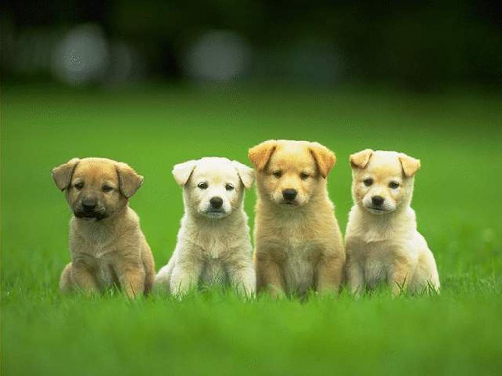 Cute Puppy Pictures For Wallpaper Wallpapers