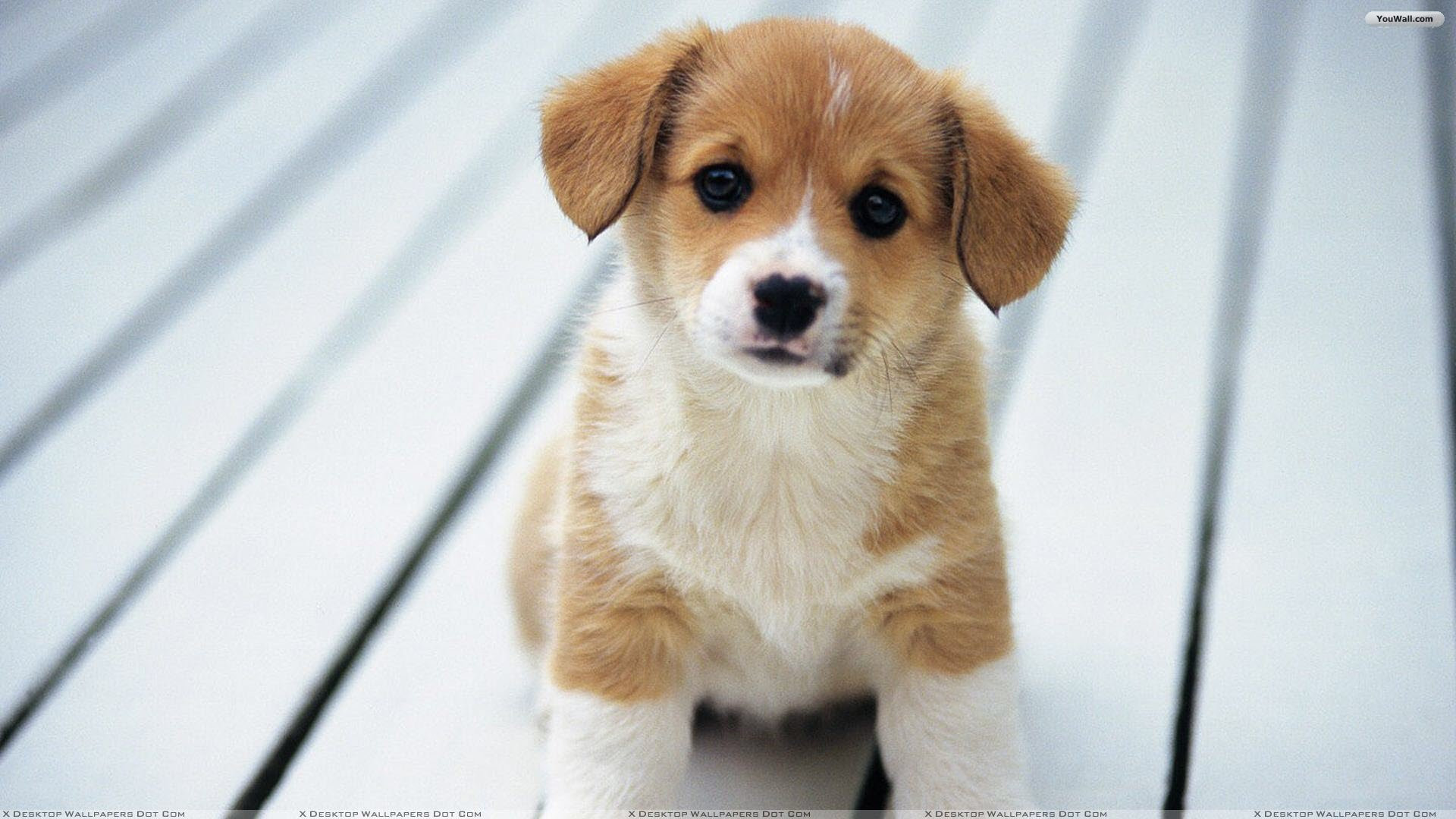 Cute Puppy Pictures For Wallpaper Wallpapers