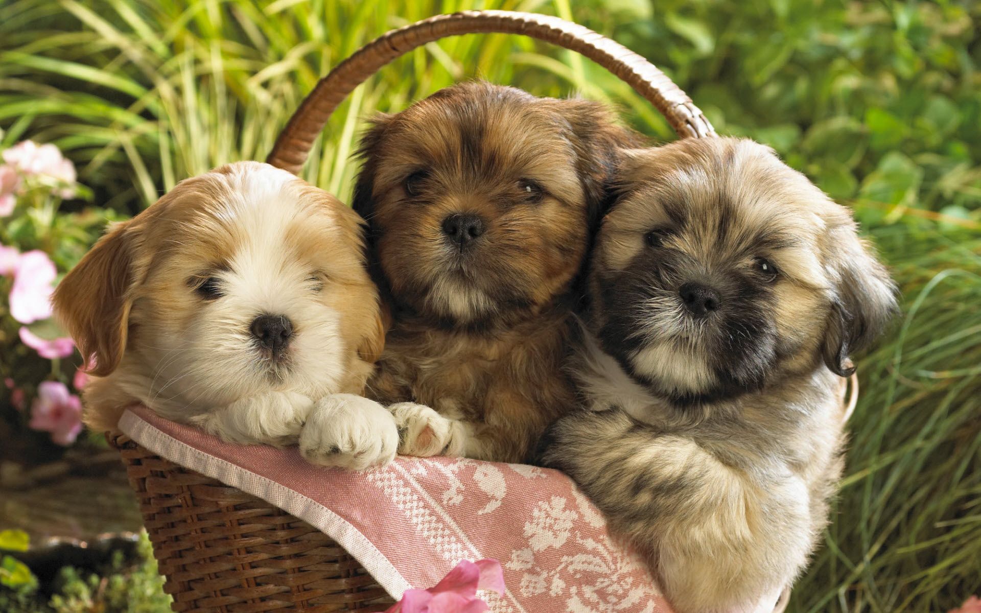 Cute Puppy Pictures For Wallpaper Wallpapers