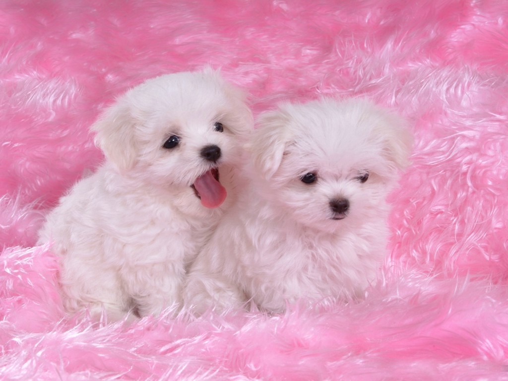 Cute Puppy Pictures For Wallpaper Wallpapers