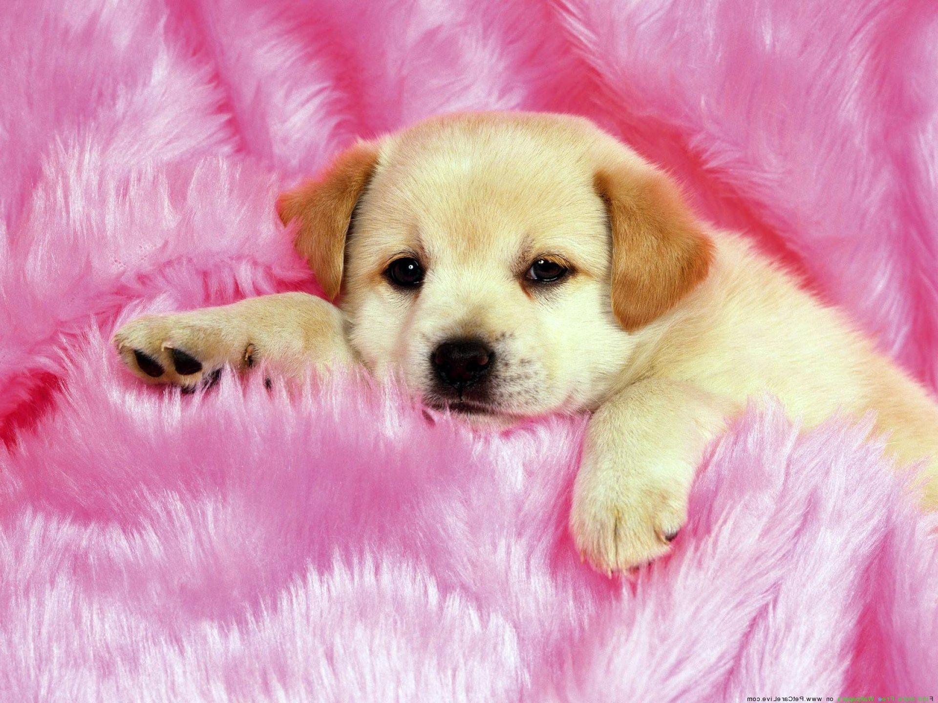 Cute Puppy Pictures For Wallpaper Wallpapers