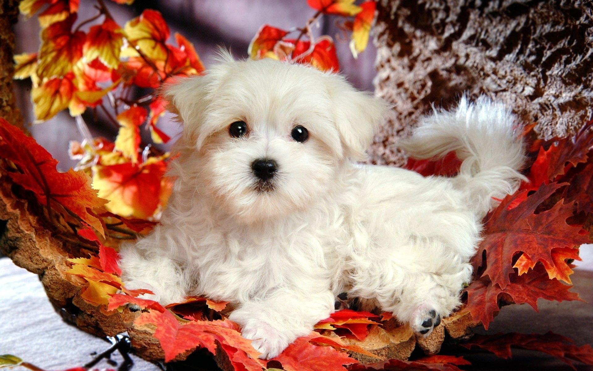 Cute Puppy Pictures For Wallpaper Wallpapers