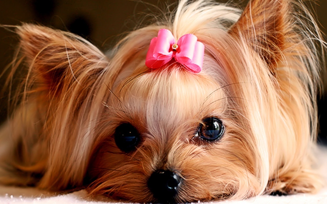 Cute Puppy Pictures For Wallpaper Wallpapers