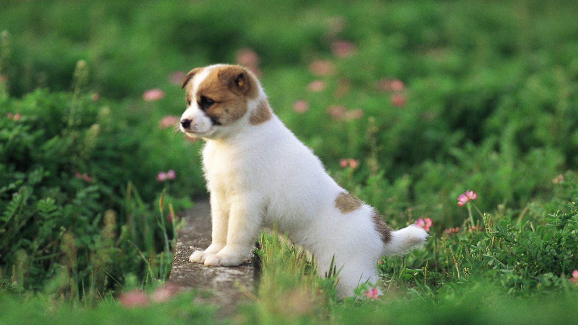 Cute Puppy Wallpaper Wallpapers