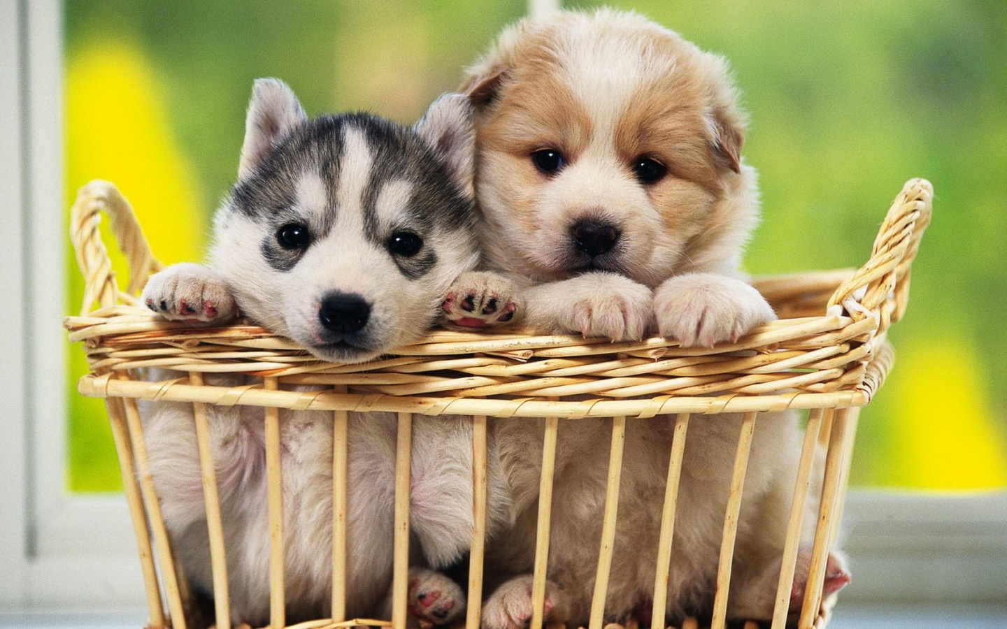 Cute Puppy Wallpaper Wallpapers