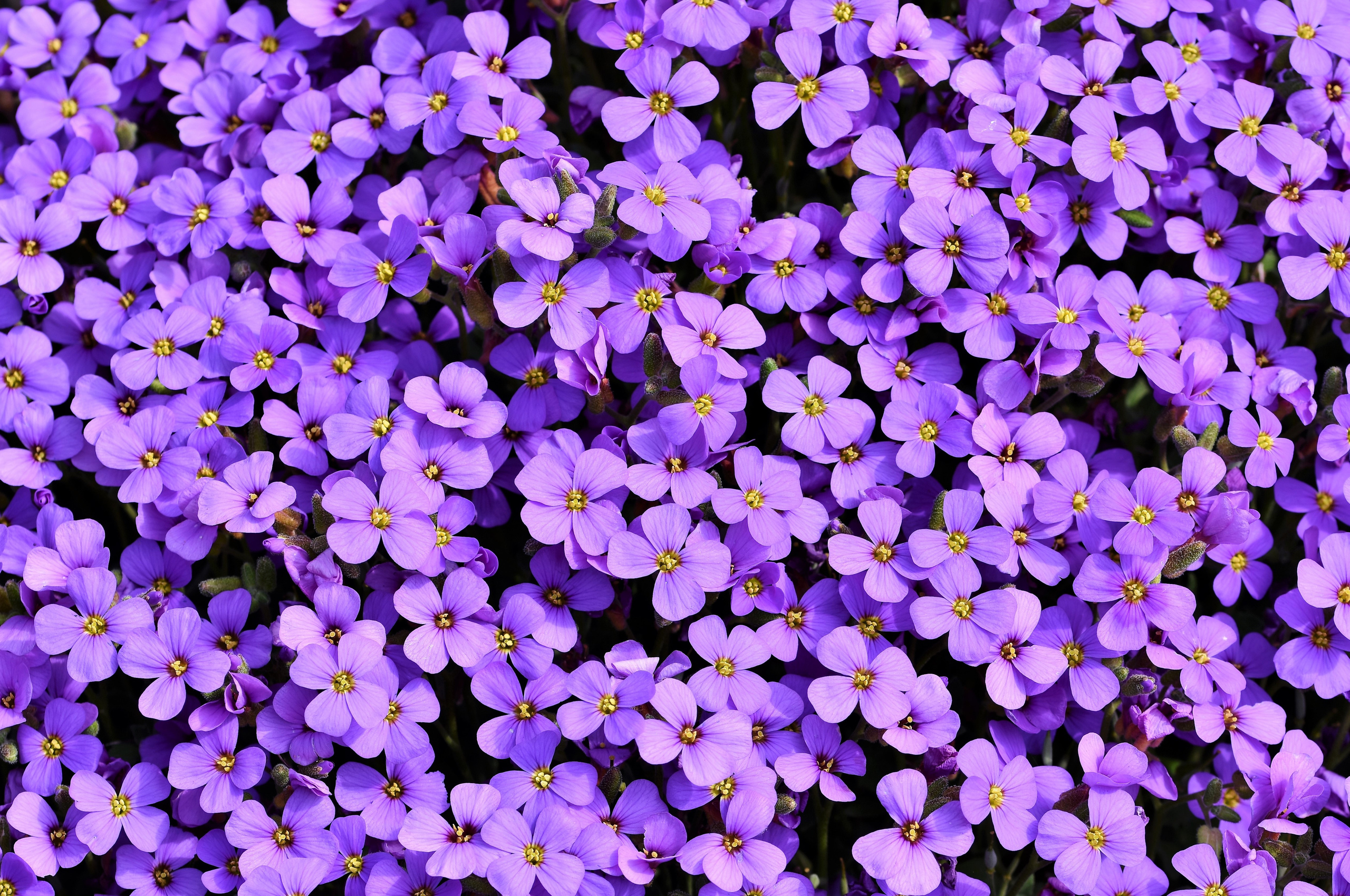 Cute Purple Wallpapers Wallpapers