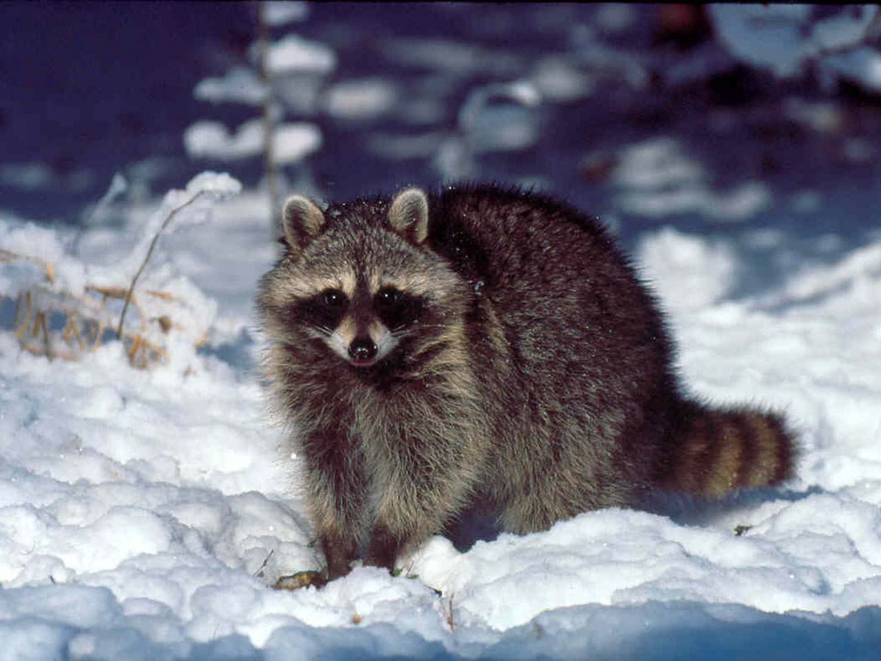 Cute Raccoon Wallpapers