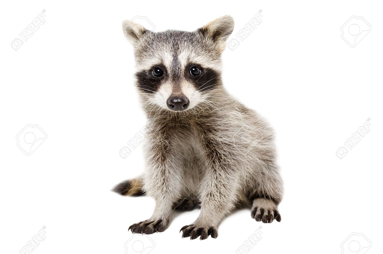 Cute Raccoon Wallpapers