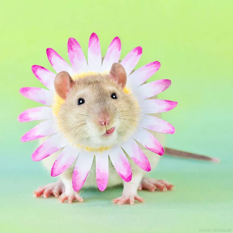 Cute Rat Wallpapers