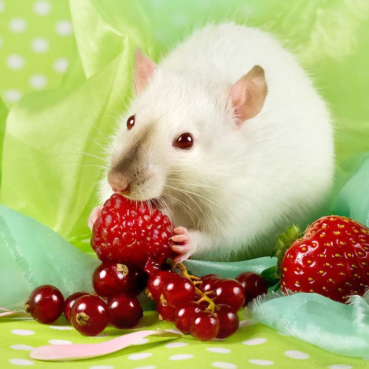 Cute Rat Wallpapers