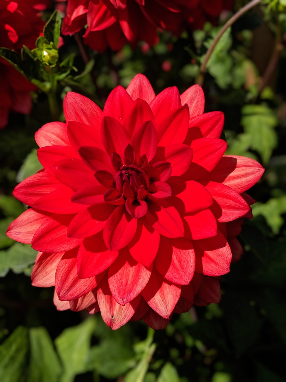 Cute Red Flower Wallpapers Wallpapers