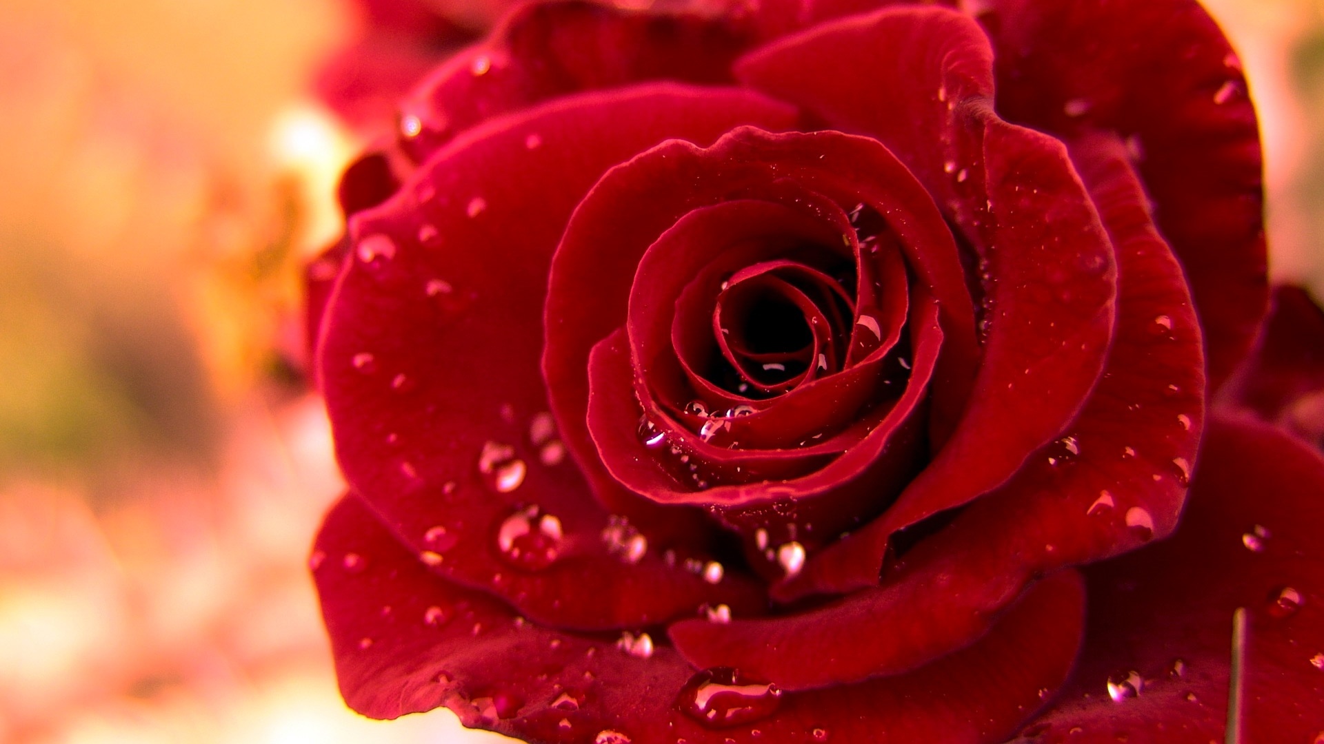 Cute Red Flower Wallpapers Wallpapers