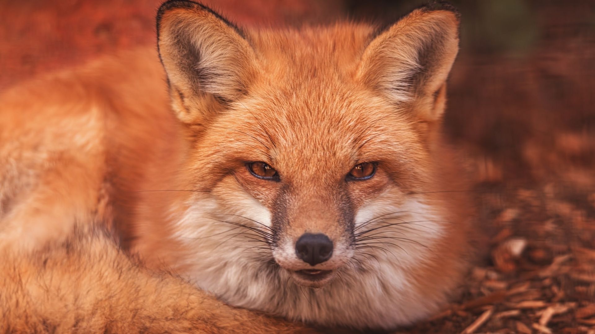 Cute Red Fox Wallpapers