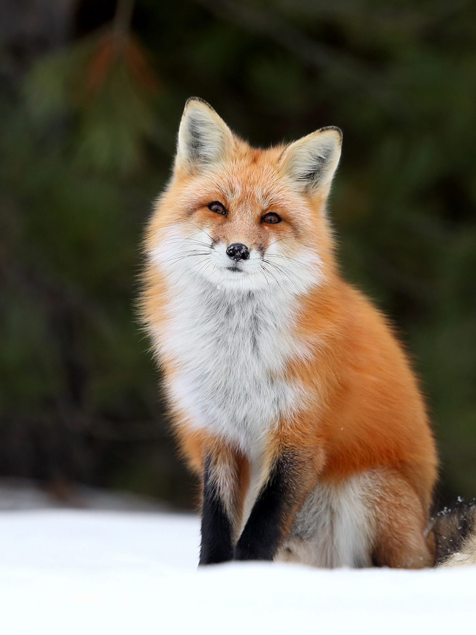 Cute Red Fox Wallpapers Wallpapers