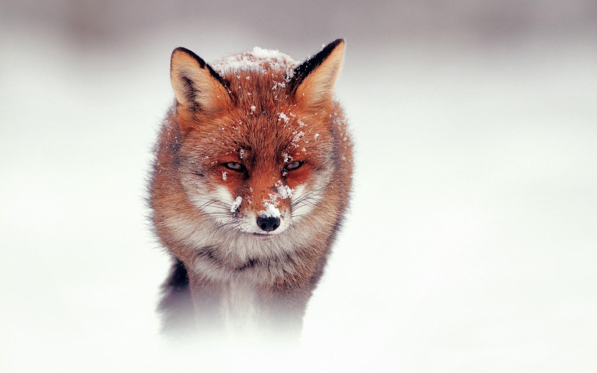 Cute Red Fox Wallpapers Wallpapers