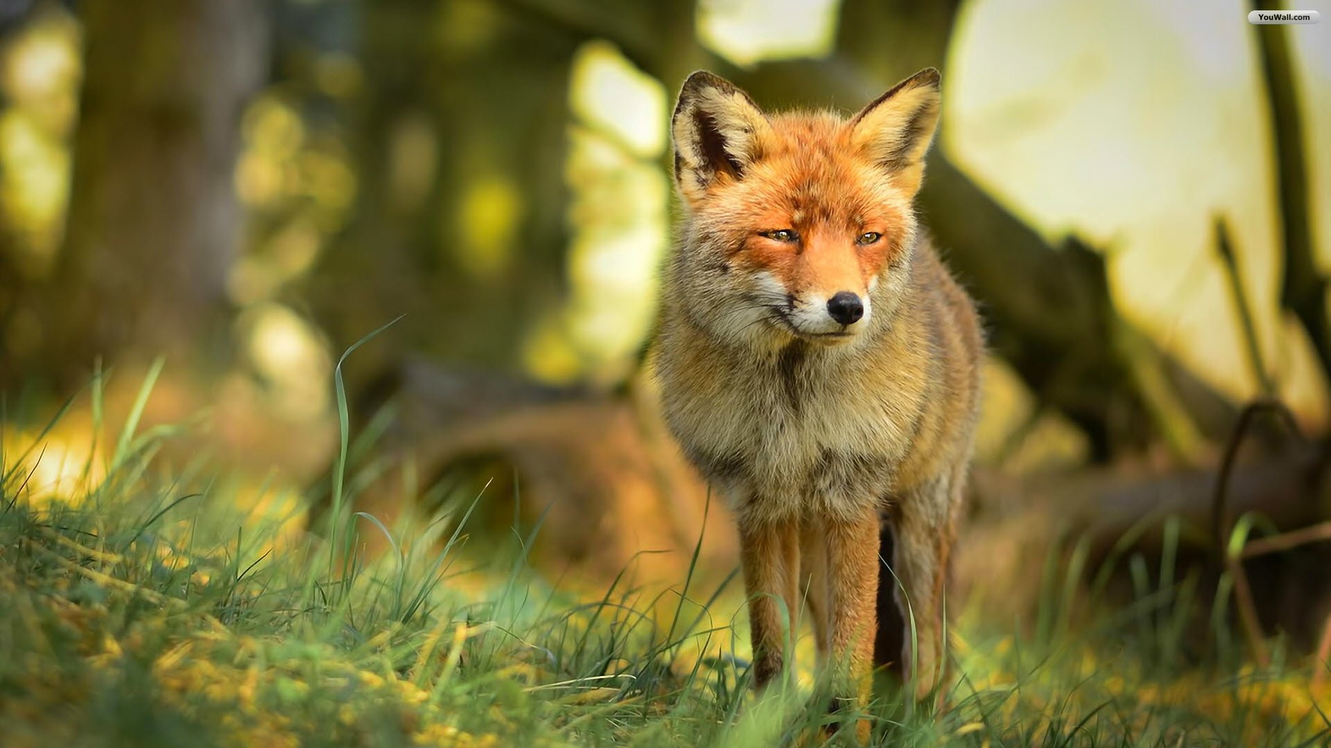 Cute Red Fox Wallpapers Wallpapers