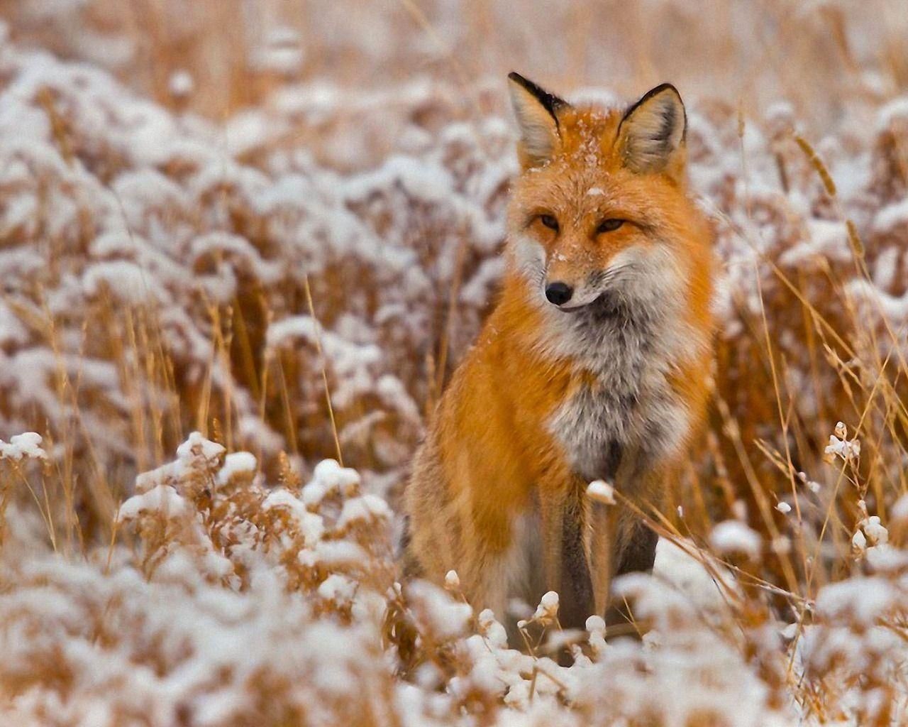 Cute Red Fox Wallpapers Wallpapers