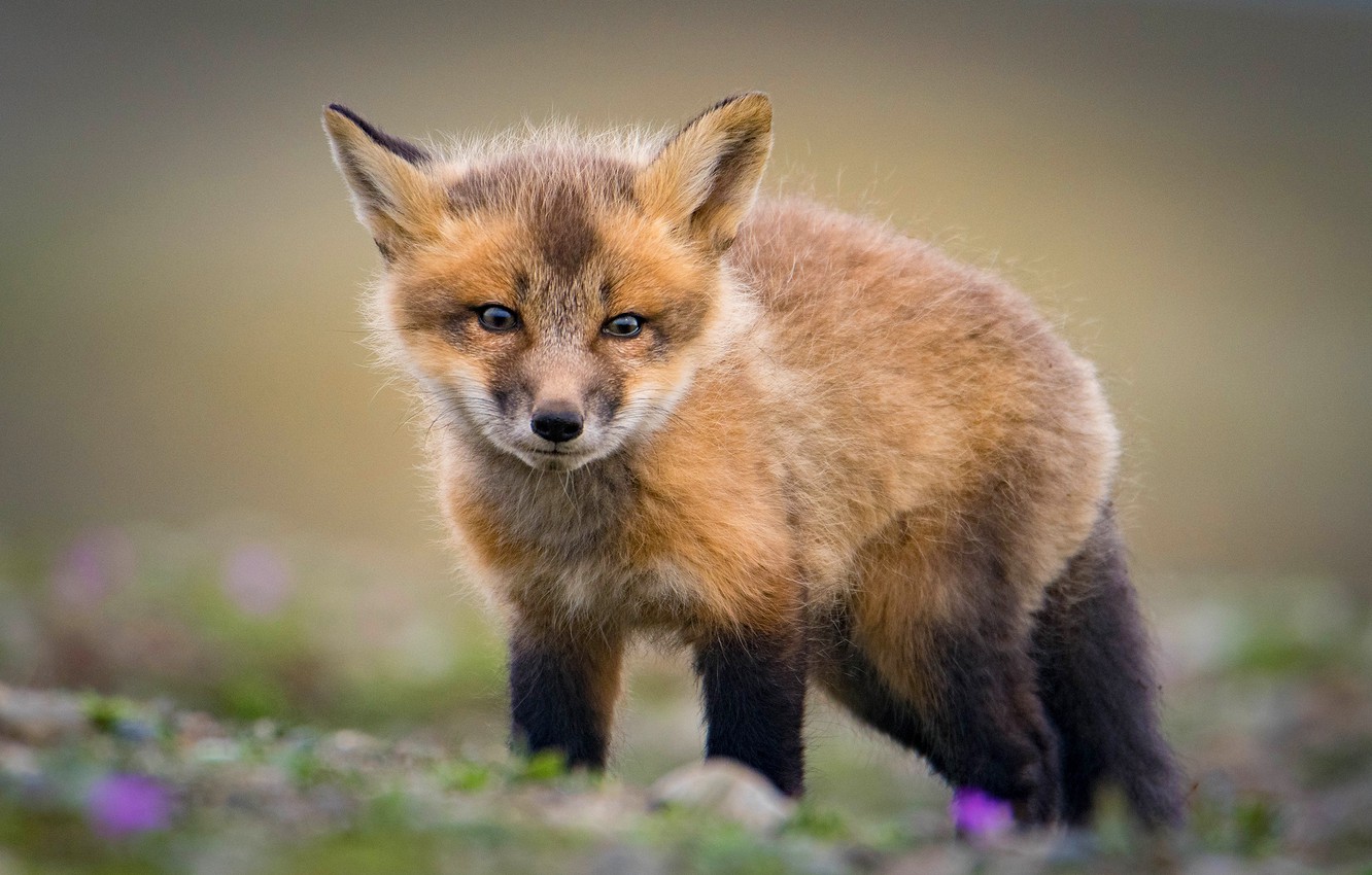 Cute Red Fox Wallpapers Wallpapers