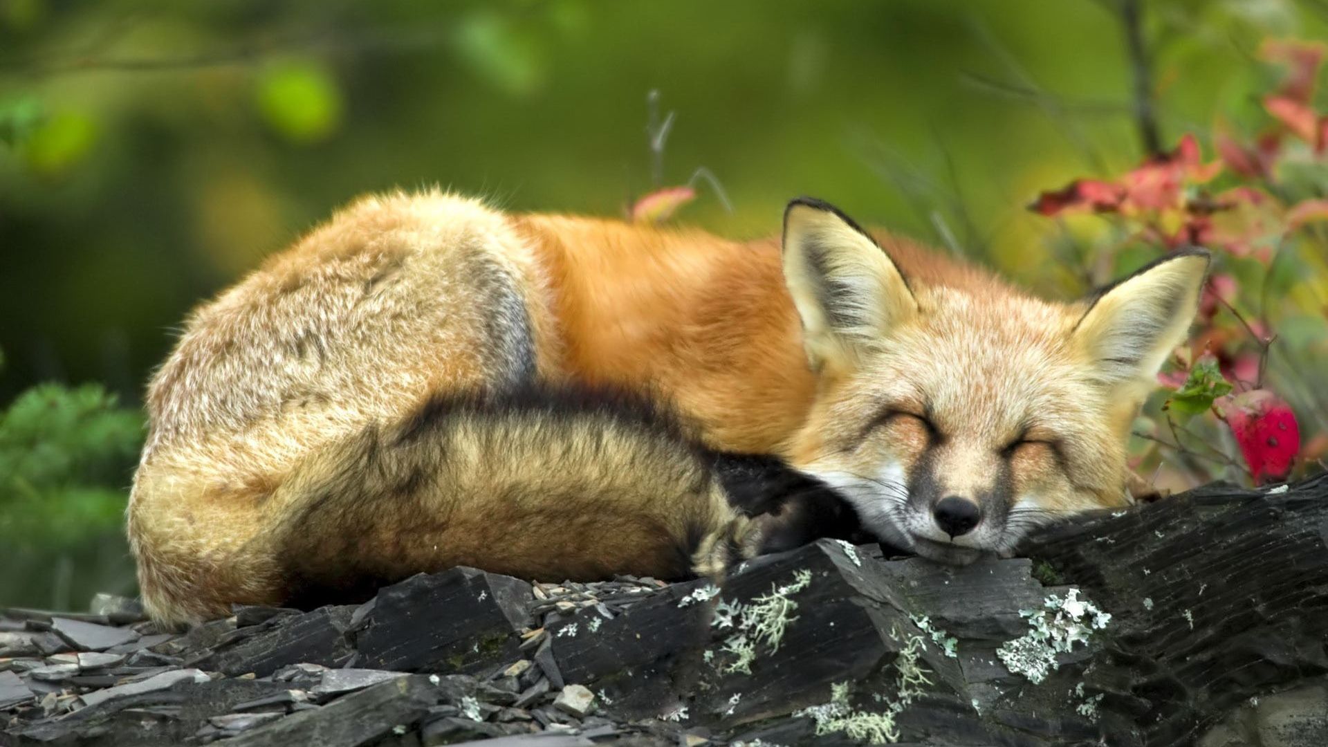 Cute Red Fox Wallpapers Wallpapers
