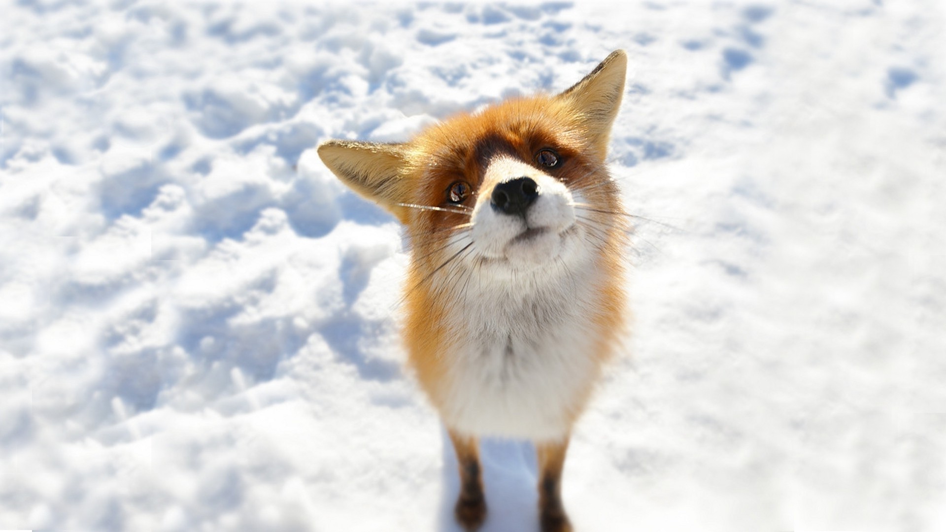 Cute Red Fox Wallpapers Wallpapers