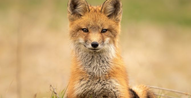 Cute Red Fox Wallpapers Wallpapers