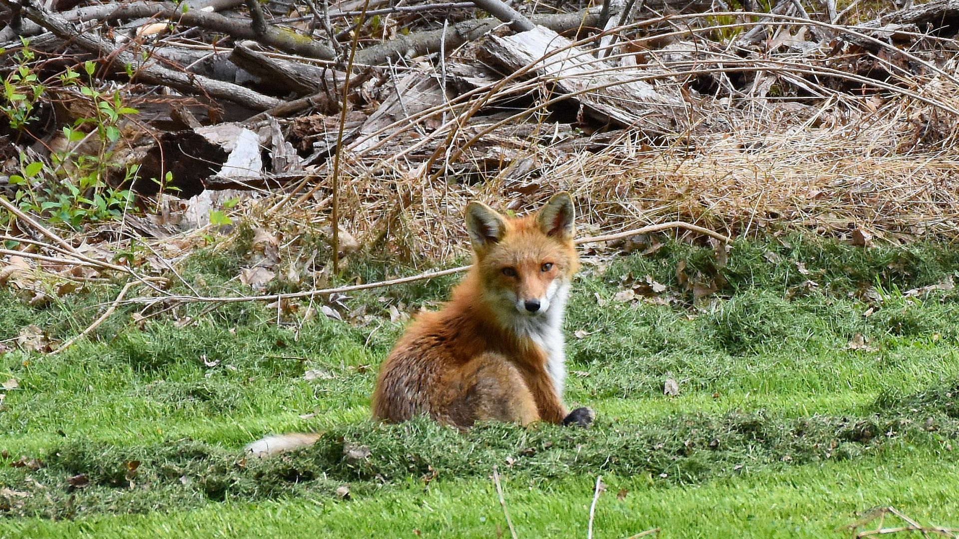 Cute Red Fox Wallpapers Wallpapers