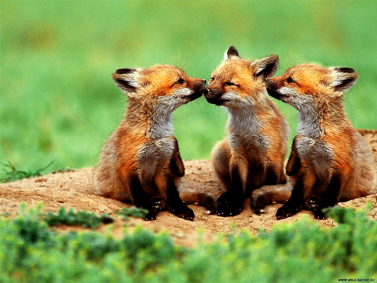 Cute Red Fox Wallpapers Wallpapers